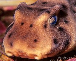 Horn Shark, Heterodontus francisi, Face Detail,
Catalina... by Dan Blum 